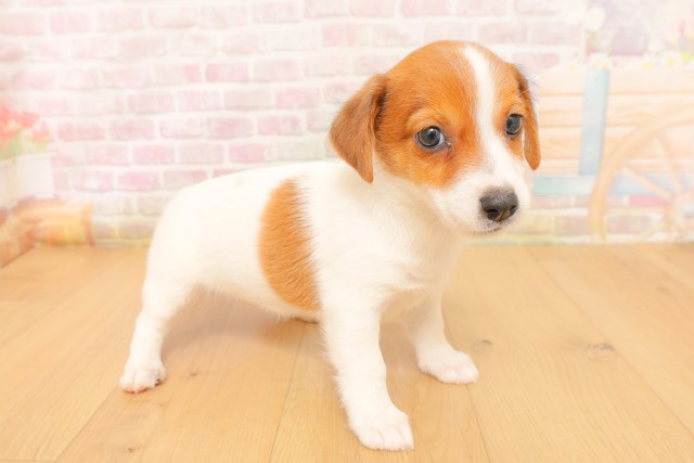 岩手県のジャックラッセルテリア (Coo&RIKU一関店/2026年4月3日生まれ/女の子/ホワイトタン)の子犬の3枚目の画像