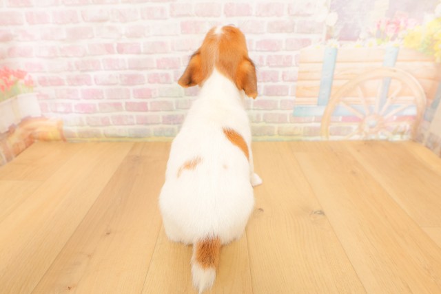 岩手県のジャックラッセルテリア (Coo&RIKU一関店/2026年4月3日生まれ/女の子/ホワイトタン)の子犬の4枚目の画像