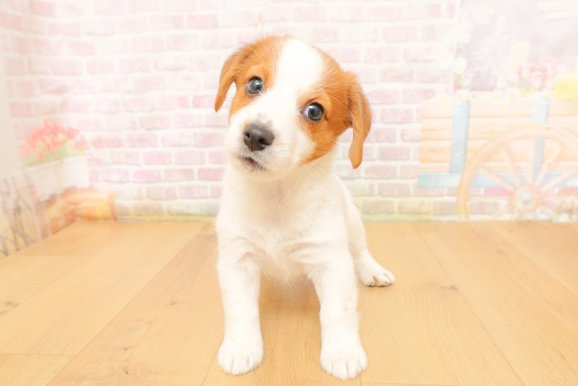 山形県のジャックラッセルテリア (Coo&RIKU山形店/2026年4月3日生まれ/女の子/ホワイトタン)の子犬の1枚目の画像