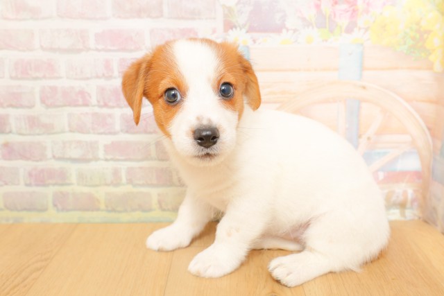 山形県のジャックラッセルテリア (Coo&RIKU山形店/2026年4月3日生まれ/女の子/ホワイトタン)の子犬の2枚目の画像