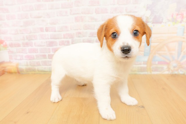 山形県のジャックラッセルテリア (Coo&RIKU山形店/2026年4月3日生まれ/女の子/ホワイトタン)の子犬の3枚目の画像