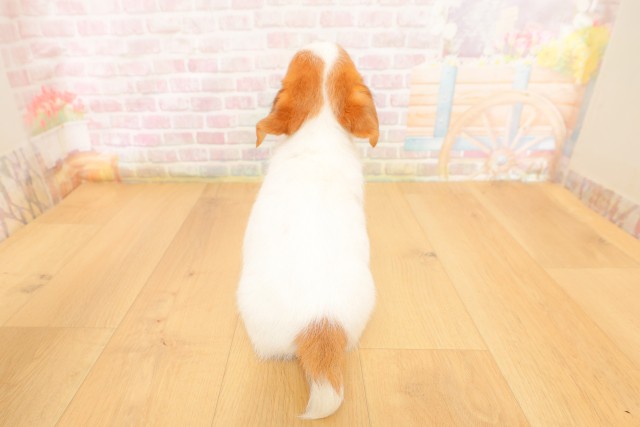 山形県のジャックラッセルテリア (Coo&RIKU山形店/2026年4月3日生まれ/女の子/ホワイトタン)の子犬の4枚目の画像