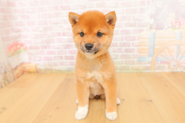 宮城県の豆柴 (Coo&RIKU石巻店/2026年4月4日生まれ/女の子/赤)の子犬の1枚目の画像