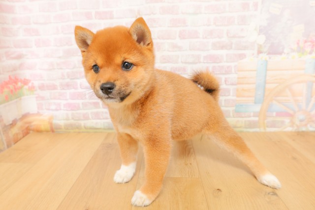 宮城県の豆柴 (Coo&RIKU石巻店/2026年4月4日生まれ/女の子/赤)の子犬の2枚目の画像