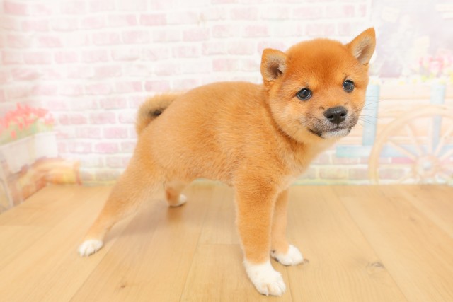 宮城県の豆柴 (Coo&RIKU石巻店/2026年4月4日生まれ/女の子/赤)の子犬の3枚目の画像