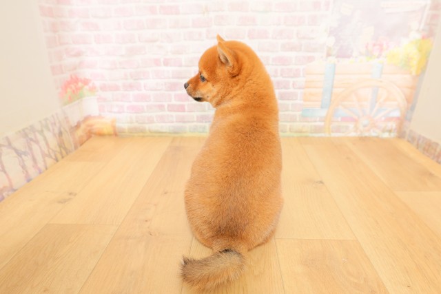 宮城県の豆柴 (Coo&RIKU石巻店/2026年4月4日生まれ/女の子/赤)の子犬の4枚目の画像