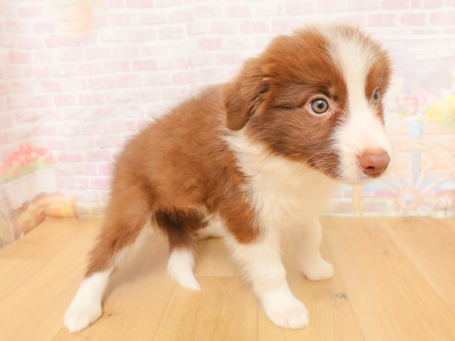 埼玉県のボーダーコリー (Coo&RIKU川口戸塚店/2026年4月5日生まれ/女の子/チョコレートホワイト)の子犬の3枚目の画像