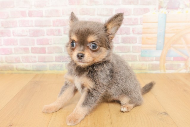 宮城県のチワワ(ロング) (Coo&RIKU仙台太白店/2026年4月5日生まれ/女の子/ブルータン)の子犬の2枚目の画像