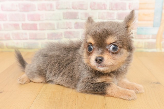 宮城県のチワワ(ロング) (Coo&RIKU仙台太白店/2026年4月5日生まれ/女の子/ブルータン)の子犬の3枚目の画像