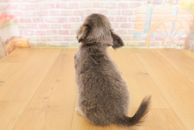 宮城県のチワワ(ロング) (Coo&RIKU仙台太白店/2026年4月5日生まれ/女の子/ブルータン)の子犬の4枚目の画像