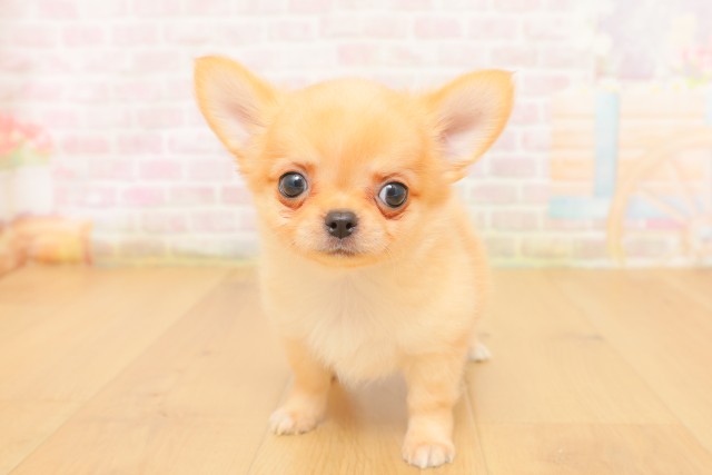 青森県のチワワ(ロング) (Coo&RIKU弘前店/2026年4月5日生まれ/女の子/クリーム)の子犬