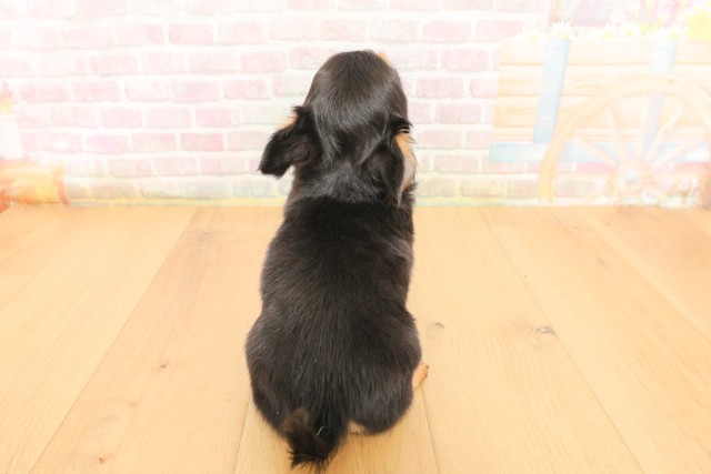 埼玉県のチワワ(ロング) (Coo&RIKU川口戸塚店/2026年4月5日生まれ/女の子/ブラックタン)の子犬の4枚目の画像