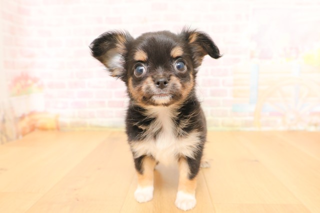 山形県のチワワ(ロング) (Coo&RIKU山形店/2026年4月5日生まれ/女の子/ブラックタン)の子犬