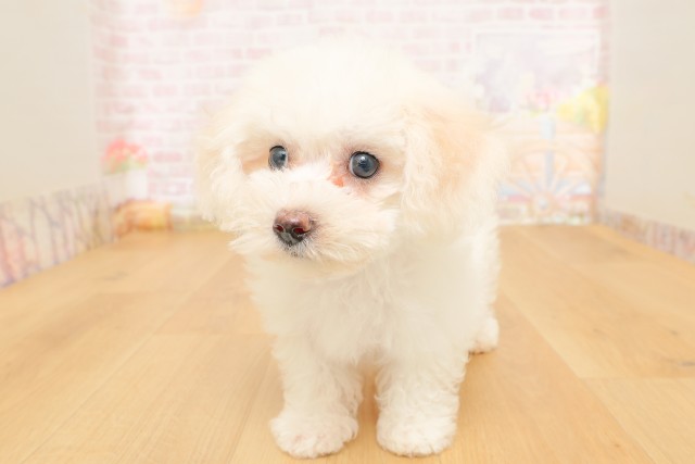 福島県のビションフリーゼ (Coo&RIKU郡山店/2026年3月23日生まれ/女の子/ホワイト)の子犬