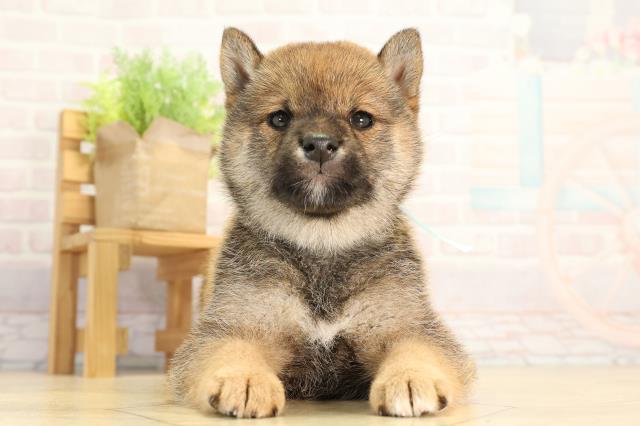愛知県の豆柴 (Coo&RIKU名古屋滝ノ水店/2026年4月4日生まれ/男の子/赤)の子犬