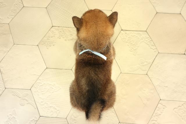 愛知県の豆柴の子犬を価格や特徴で探す|ペットショップ探すならペットミー