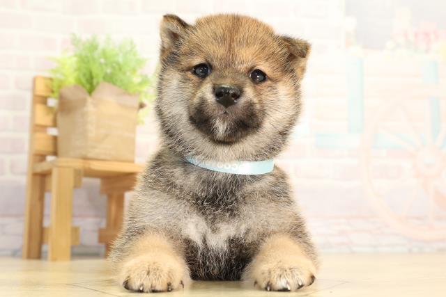 愛知県の豆柴 (Coo&RIKU名古屋中川店/2026年4月4日生まれ/男の子/赤)の子犬の1枚目の画像