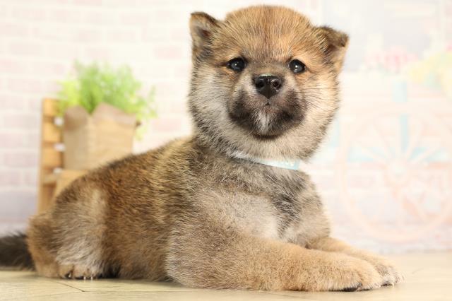 愛知県の豆柴 (Coo&RIKU名古屋中川店/2026年4月4日生まれ/男の子/赤)の子犬の2枚目の画像