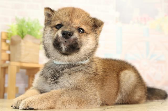 愛知県の豆柴 (Coo&RIKU名古屋中川店/2026年4月4日生まれ/男の子/赤)の子犬の3枚目の画像