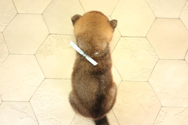 愛知県の豆柴 (Coo&RIKU名古屋中川店/2026年4月4日生まれ/男の子/赤)の子犬の4枚目の画像