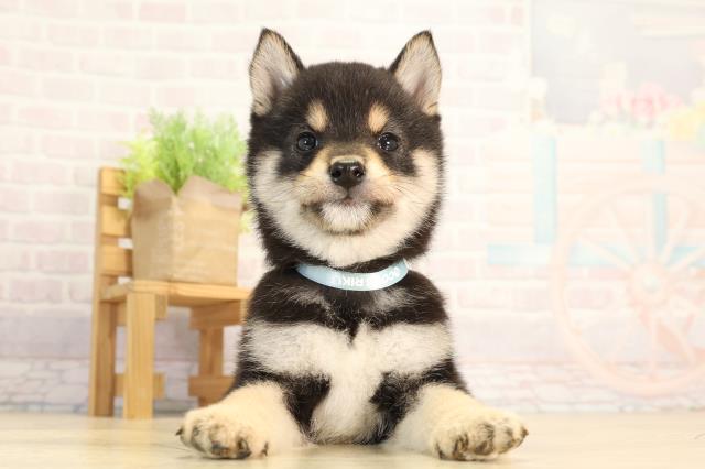 豆柴の子犬（オス♂） 津高茶屋店｜ペットショップCoo＆RIKU