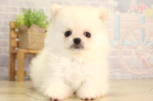 愛知県のポメラニアン (Coo&RIKU岡崎店/2026年4月3日生まれ/男の子/クリーム)の子犬の1枚目の画像
