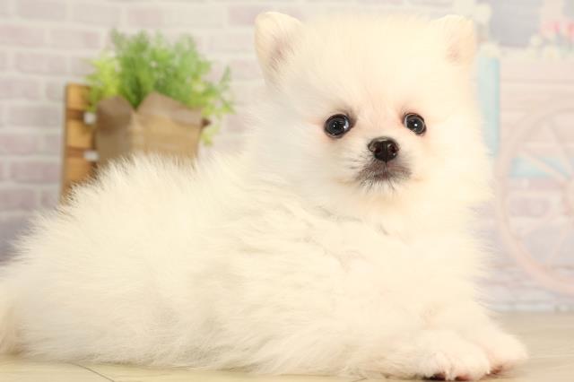 愛知県のポメラニアン (Coo&RIKU岡崎店/2026年4月3日生まれ/男の子/クリーム)の子犬の2枚目の画像
