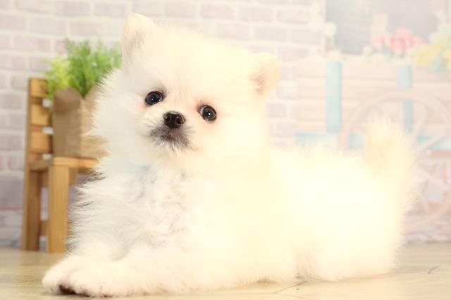 愛知県のポメラニアン (Coo&RIKU岡崎店/2026年4月3日生まれ/男の子/クリーム)の子犬の3枚目の画像