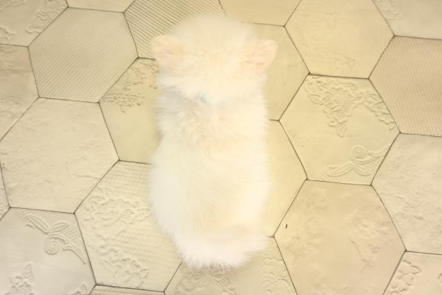 愛知県のポメラニアン (Coo&RIKU岡崎店/2026年4月3日生まれ/男の子/クリーム)の子犬の4枚目の画像