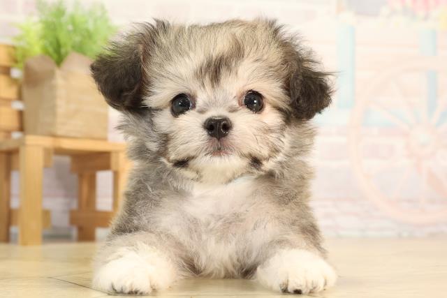愛知県のハーフ犬・ミックス犬 (Coo&RIKU豊橋店/2026年4月3日生まれ/男の子/フォーン)の子犬の1枚目の画像