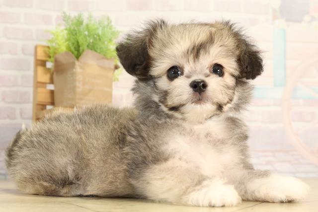 愛知県のハーフ犬・ミックス犬 (Coo&RIKU豊橋店/2026年4月3日生まれ/男の子/フォーン)の子犬の2枚目の画像