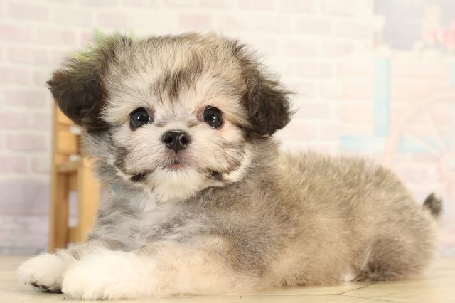 愛知県のハーフ犬・ミックス犬 (Coo&RIKU豊橋店/2026年4月3日生まれ/男の子/フォーン)の子犬の3枚目の画像