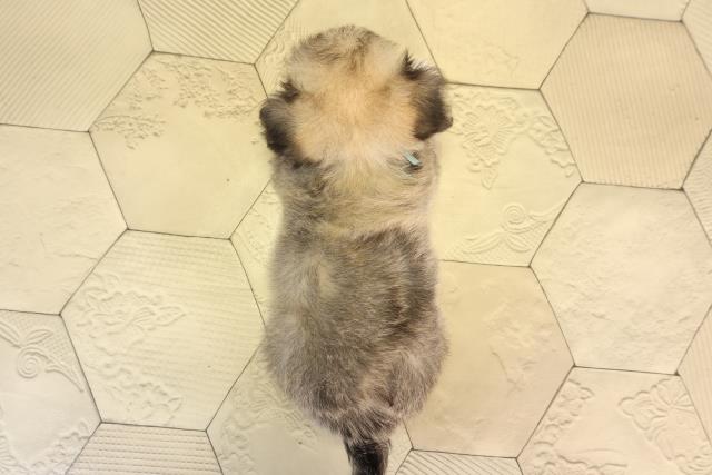 愛知県のハーフ犬・ミックス犬 (Coo&RIKU豊橋店/2026年4月3日生まれ/男の子/フォーン)の子犬の4枚目の画像