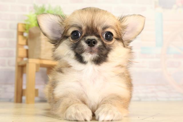 愛知県のチワワ(ロング) (Coo&RIKU豊橋店/2026年4月5日生まれ/女の子/フォーン)の子犬の1枚目の画像