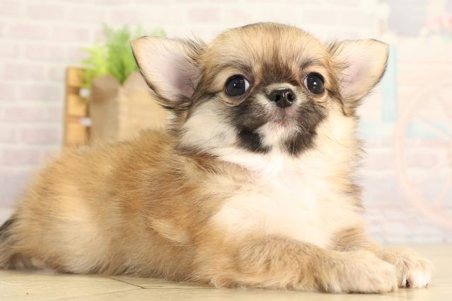 愛知県のチワワ(ロング) (Coo&RIKU豊橋店/2026年4月5日生まれ/女の子/フォーン)の子犬の2枚目の画像