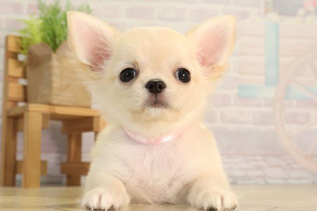 愛知県のチワワ(ロング) (Coo&RIKU岡崎店/2026年4月5日生まれ/女の子/クリームゴールド)の子犬の1枚目の画像