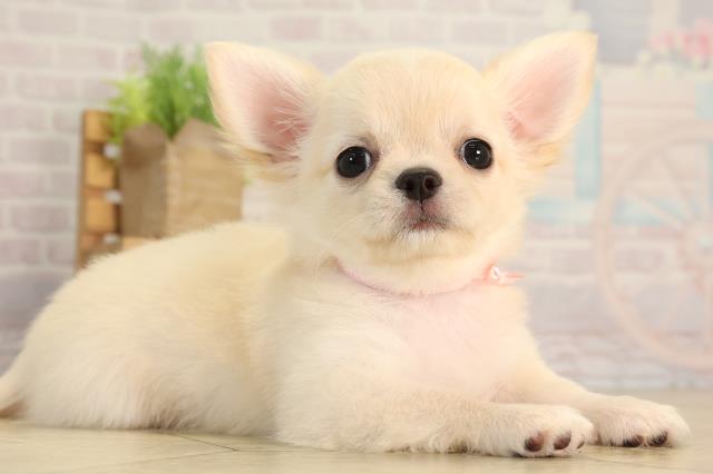 愛知県のチワワ(ロング) (Coo&RIKU岡崎店/2026年4月5日生まれ/女の子/クリームゴールド)の子犬の2枚目の画像