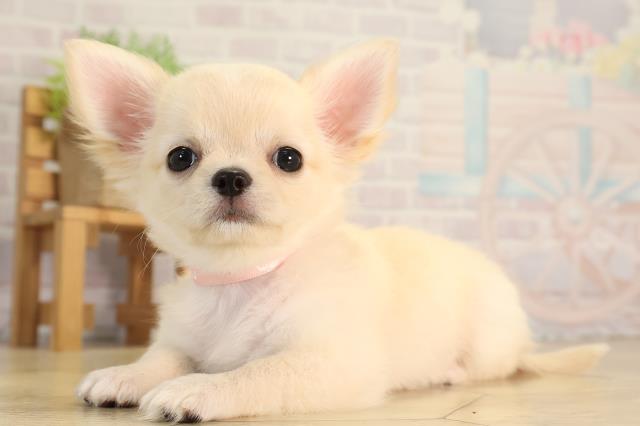 愛知県のチワワ(ロング) (Coo&RIKU岡崎店/2026年4月5日生まれ/女の子/クリームゴールド)の子犬の3枚目の画像