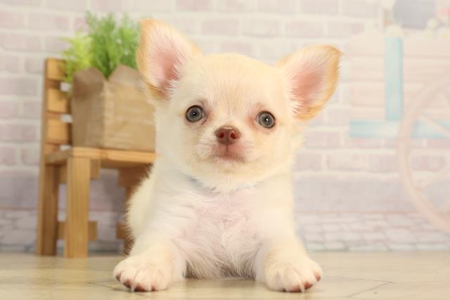 愛知県のチワワ(ロング) (Coo&RIKU岡崎店/2026年4月5日生まれ/男の子/クリーム)の子犬の1枚目の画像
