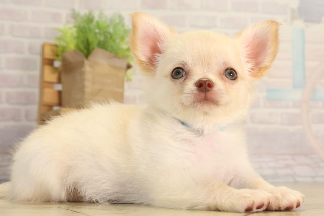 愛知県のチワワ(ロング) (Coo&RIKU岡崎店/2026年4月5日生まれ/男の子/クリーム)の子犬の2枚目の画像
