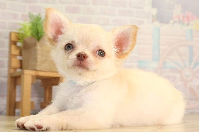 愛知県のチワワ(ロング) (Coo&RIKU岡崎店/2026年4月5日生まれ/男の子/クリーム)の子犬の3枚目の画像