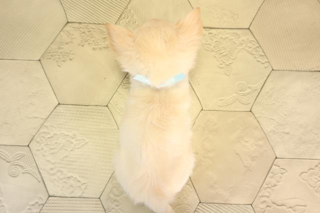 愛知県のチワワ(ロング) (Coo&RIKU岡崎店/2026年4月5日生まれ/男の子/クリーム)の子犬の4枚目の画像