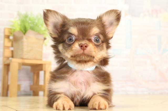 三重県のチワワ(ロング) (Coo&RIKU四日市店/2026年4月5日生まれ/男の子/チョコレートタン)の子犬の1枚目の画像