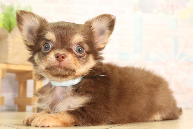 三重県のチワワ(ロング) (Coo&RIKU四日市店/2026年4月5日生まれ/男の子/チョコレートタン)の子犬の3枚目の画像
