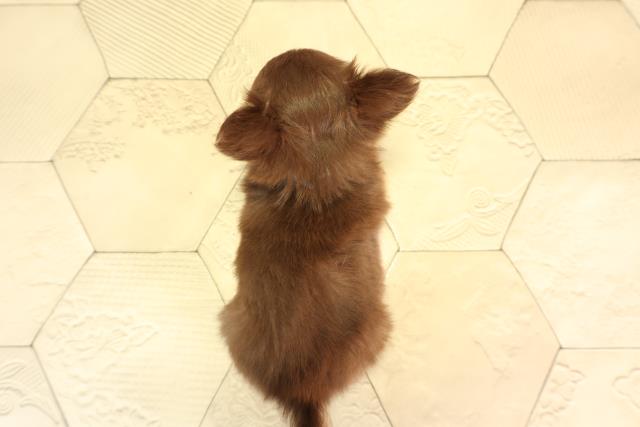三重県のチワワ(ロング) (Coo&RIKU四日市店/2026年4月5日生まれ/男の子/チョコレートタン)の子犬の4枚目の画像