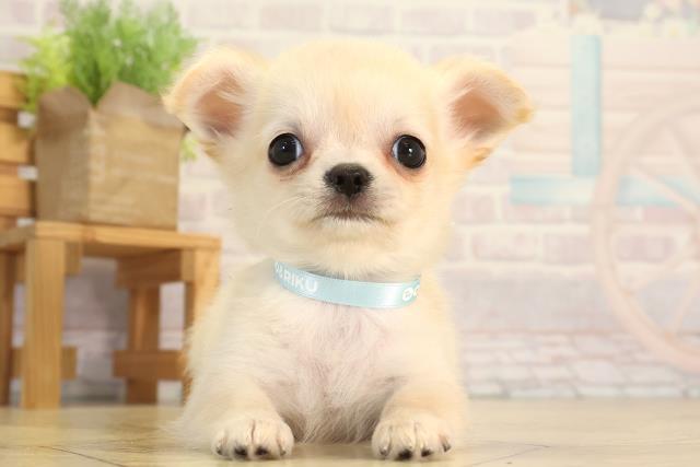 三重県のチワワ(ロング) (Coo&RIKU津高茶屋店/2026年4月5日生まれ/男の子/クリーム)の子犬の1枚目の画像