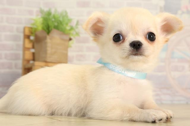 三重県のチワワ(ロング) (Coo&RIKU津高茶屋店/2026年4月5日生まれ/男の子/クリーム)の子犬の2枚目の画像