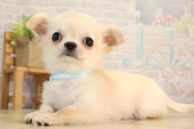 三重県のチワワ(ロング) (Coo&RIKU津高茶屋店/2026年4月5日生まれ/男の子/クリーム)の子犬の3枚目の画像