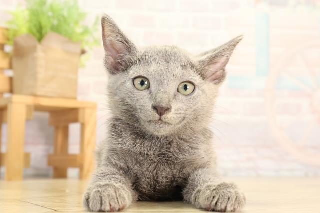 愛知県のロシアンブルー (Coo&RIKU豊橋店/2026年4月3日生まれ/女の子/ブルー)の子猫の1枚目の画像