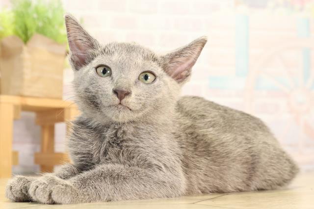 愛知県のロシアンブルー (Coo&RIKU豊橋店/2026年4月3日生まれ/女の子/ブルー)の子猫の3枚目の画像